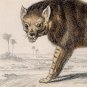 Antique Nature Engraving Ca.1838 Wm Jardine - Brown Hyena