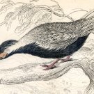 Antique Nature Engraving Ca.1838 Wm Jardine - Silver Pheasant