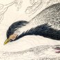 Antique Nature Engraving Ca.1838 Wm Jardine - Silver Pheasant