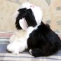 TY Poofie the Dog Beanie Baby MWMT 2001