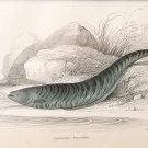Nature Engraving Teal Fish w/Description Pages Naturalist Wm Jardine Ca. 1840