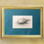 Nature Engraving Teal Fish w/Description Pages Naturalist Wm Jardine Ca. 1840