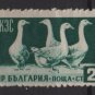 Bulgaria 1955/56  - Scott 882 used - 2s,  Geese (7-179)