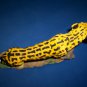 King cheetah