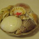 BRAND NEW BASKET FULL OF SEASHELLS FOR CRAFTS SCHOOL PROJECTS BRAND NEW BASKET FULL OF SEASHELLS FOR CRAFTS SCHOOL PROJECTS