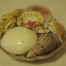 BRAND NEW BASKET OF SEASHELLS GREAT FOR CRAFTS SCHOOL COLLECTING AQUARIUMS MORE BRAND NEW BASKET OF SEASHELLS GREAT FOR CRAFTS SCHOOL COLLECTING AQUARIUMS MORE
