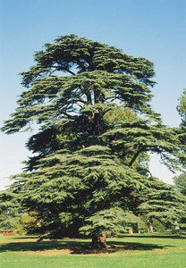 Turkish Cedar (Cedrus libani var. stenocoma) 20 Fresh Seeds