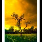 A4 Framed Color Infrared Landscape Print - Lone Tree