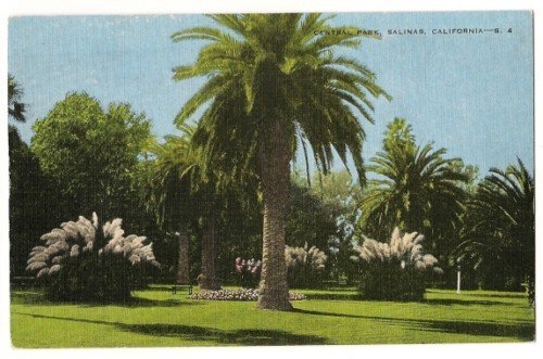 Central Park-Salinas California Postcard