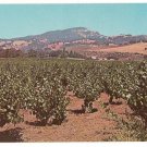 Typical Hill and Vineyard scene between Sonoma and Glen Ellen California