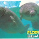 Florida Manatees Postcard