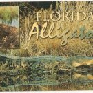 Florida Alligator Postcard