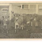 Heifer Calves-Hood Farm Pogis-Lowell Massachusetts