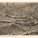 Felling Forests for Planting-Sierra Leone
