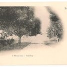 A Mango Tree-Conakry-Freetown Sierra Leone
