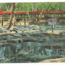 St Augustine Alligator Farm