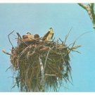 THe Osprey nesting in the Everglades