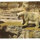 Polar Bears-San Antonio Zoological Gardens and Aquarium