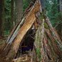Wilderness Survival Guide Books CD Gear,Food,Tools,etc Self-Reliance, Edible Plants
