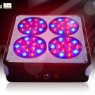 Apollo 4 led grow bloom lights