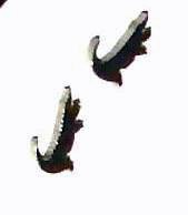 Gator - High Quality, 316L  Surgical Stainless Steel Earrings