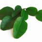Kaffir Lime Leaves fresh Thai Ingredients