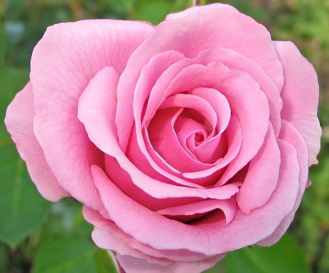 20 Pink Rare Rose Seeds Fresh Exotic Rare Rose Flower Seeds Pink Rose