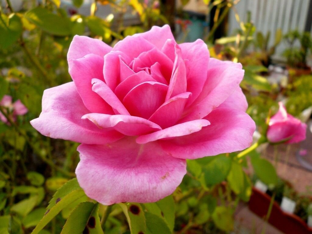 20 Pink Rare Rose Seeds Fresh Exotic Rare Rose Flower Seeds Pink Rose