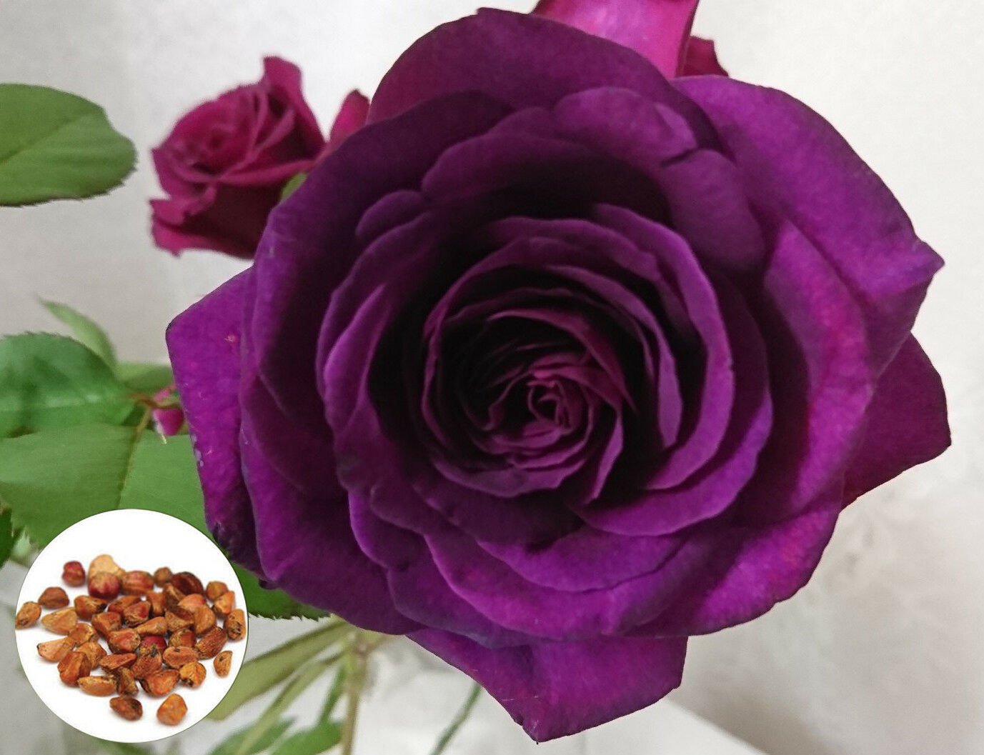 50 Deep Purple Rose Flower Plant Seeds Rare Exotic Rose Seeds Home Garden
