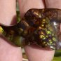 Fire Agate Gemstone Deer Creek Arizona 40.0 Carats 44.0x23.5x6.5mm DCG046