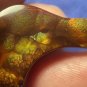 Fire Agate Gemstone Deer Creek Arizona 40.0 Carats 44.0x23.5x6.5mm DCG046