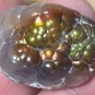 Aguascalientes Fire Agate Natural Gemstone Specimen 51 Carats MXM005