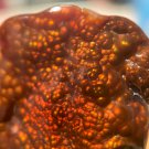 Fire Agate Gemstone Deer Creek Arizona 37.3 Carats DCG043