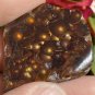 Fire Agate Rough Aguascalientes Mexico Windowed Gemstone 69 Carats MXW025