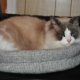 cat bed