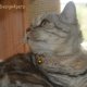 Glitter collars