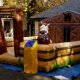Rodeo Bulls
