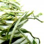 Huangshan Mao Feng Tea  有機黃山毛皮山頂