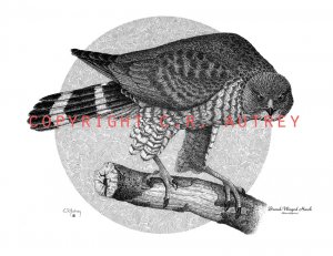Broad Winged Hawk