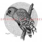 Barred Owl