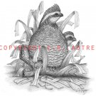 Lurking Texas Quail