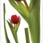 Tulip Wall Decals - Removable Art Stickers Room Decor