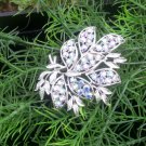 Vintage Aurorea Borealis Rhinestone Pin Mint Condition "BLING"