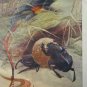 Lizard, Beetle, Horned Viper, Antique Print, 1907