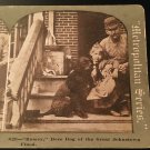 Vintage Stereoscope Card "Romey" Hero Dog of the Great Johnstown Flood