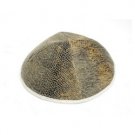 Kippah with Crocodile Skin Pattern