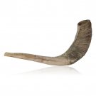 Natural Ram Horn Shofar with Curved Top and Stripes