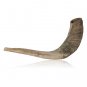 Natural Ram Horn Shofar with Curved Top and Stripes