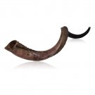 Large Half Polished Half Natural Kudu Horn Shofar