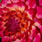 Beautiful dahlia matted photograph, Free Shipping in the US